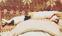 Stretchy Cat Japanese Calico