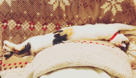 Stretchy Cat Japanese Calico
