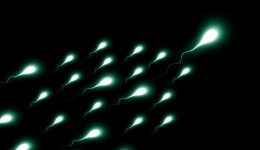 swimming sperm