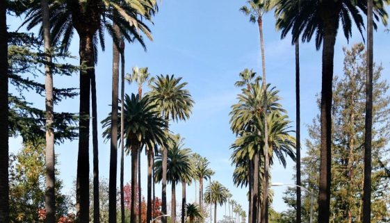 Beverly Hills palms