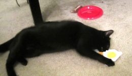 Kathryn Kuhn's cat